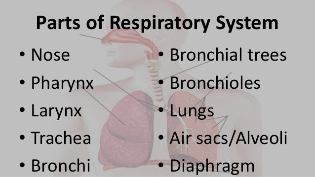 Parts and Function of Respiratory System - Grade 9 Science