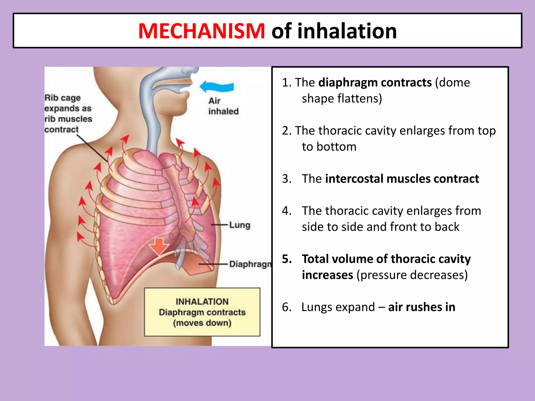 Respiratory system | PPTX