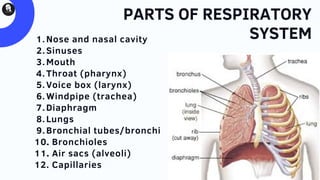 Respiratory system | PDF