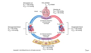 Po2 Pco2 Respiration Respiratory system | PDF