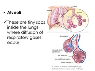 These are tiny sacs
inside the lungs
where diffusion of
respiratory gases
occur
• Alveoli
 