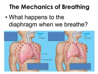 The Mechanics of Breathing
• What happens to the
diaphragm when we breathe?
 