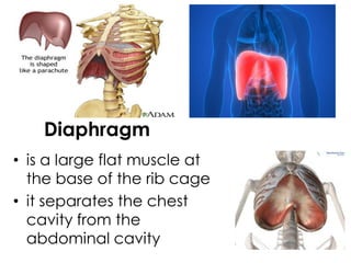 Diaphragm
• is a large flat muscle at
the base of the rib cage
• it separates the chest
cavity from the
abdominal cavity
 