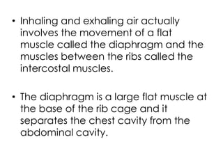 • Inhaling and exhaling air actually
involves the movement of a flat
muscle called the diaphragm and the
muscles between the ribs called the
intercostal muscles.
• The diaphragm is a large flat muscle at
the base of the rib cage and it
separates the chest cavity from the
abdominal cavity.
 