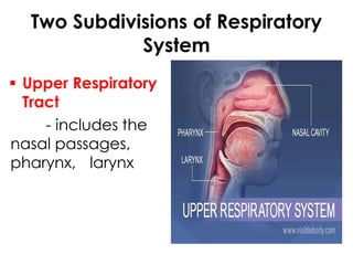 Two Subdivisions of Respiratory
System
 Upper Respiratory
Tract
- includes the
nasal passages,
pharynx, larynx
 