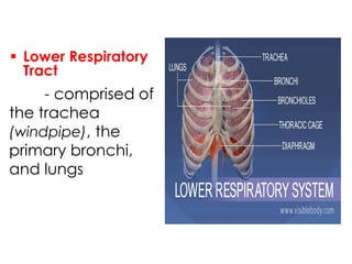 - comprised of
the trachea
(windpipe), the
primary bronchi,
and lungs
 Lower Respiratory
Tract
 