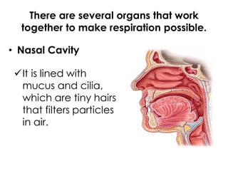 There are several organs that work
together to make respiration possible.
It is lined with
mucus and cilia,
which are tiny hairs
that filters particles
in air.
• Nasal Cavity
 