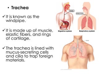 It is known as the
windpipe.
It is made up of muscle,
elastic fibers, and rings
of cartilage.
The trachea is lined with
mucus-secreting cells
and cilia to trap foreign
materials.
• Trachea
 