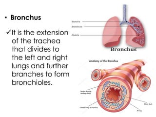 It is the extension
of the trachea
that divides to
the left and right
lungs and further
branches to form
bronchioles.
• Bronchus
 