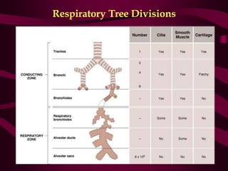 Resp Tree Respiratory system | PDF