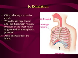 Respiratory system | PDF