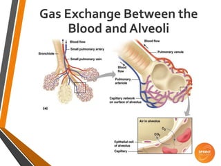 Gas Exchange Between the
Blood and Alveoli
 