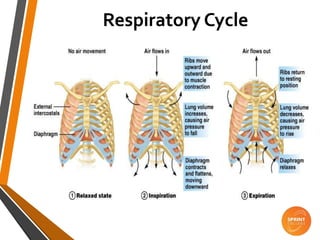 Respiratory Cycle
 