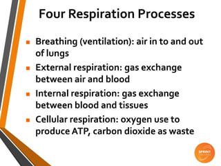  Breathing (ventilation): air in to and out
of lungs
 External respiration: gas exchange
between air and blood
 Internal respiration: gas exchange
between blood and tissues
 Cellular respiration: oxygen use to
produce ATP, carbon dioxide as waste
Four Respiration Processes
 
