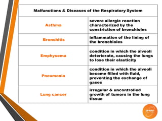 Respiratory system