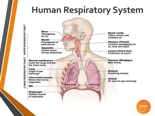 Human Respiratory System
 