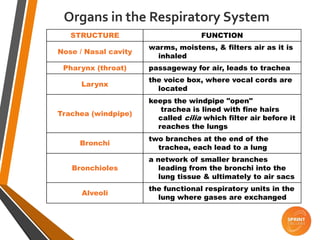 Organs in the Respiratory System
STRUCTURE FUNCTION
Nose / Nasal cavity
warms, moistens, & filters air as it is
inhaled
Pharynx (throat) passageway for air, leads to trachea
Larynx
the voice box, where vocal cords are
located
Trachea (windpipe)
keeps the windpipe "open"
trachea is lined with fine hairs
called cilia which filter air before it
reaches the lungs
Bronchi
two branches at the end of the
trachea, each lead to a lung
Bronchioles
a network of smaller branches
leading from the bronchi into the
lung tissue & ultimately to air sacs
Alveoli
the functional respiratory units in the
lung where gases are exchanged
 