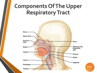 Components OfThe Upper
RespiratoryTract
 