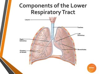 Components of the Lower
RespiratoryTract
 