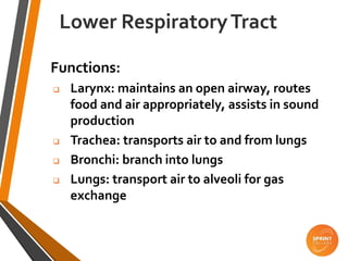 Functions:
 Larynx: maintains an open airway, routes
food and air appropriately, assists in sound
production
 Trachea: transports air to and from lungs
 Bronchi: branch into lungs
 Lungs: transport air to alveoli for gas
exchange
Lower RespiratoryTract
 