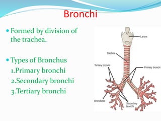 Respiratory system | PPTX