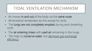 TIDAL VENTILATION MECHANISM
• Air moves in and out of the body via the same route.
• All terrestrial vertebrates do this except for birds.
• The lungs are not completely emptied during each breathing
cycle.
• The air entering mixes with used air remaining in the lungs.
• This help to conserve water, but decrease gas-exchange
efficiency.
 