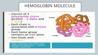 HEMOGLOBIN MOLECULE
 