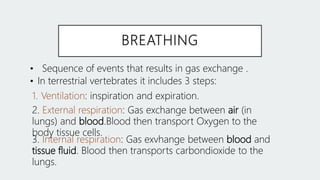 BREATHING
1. Ventilation: inspiration and expiration.
• Sequence of events that results in gas exchange .
• In terrestrial vertebrates it includes 3 steps:
2. External respiration: Gas exchange between air (in
lungs) and blood.Blood then transport Oxygen to the
body tissue cells.
3. Internal respiration: Gas exvhange between blood and
tissue fluid. Blood then transports carbondioxide to the
lungs.
 
