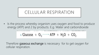 CELLULAR RESPIRATION
• Is the process whereby organism uses oxygen and food to produce
energy (ATP) and 2 by products. E.g. Water and carbondioxide
Therefore gaseous exchange is necessary for to get oxygen for
cellular respiration.
 