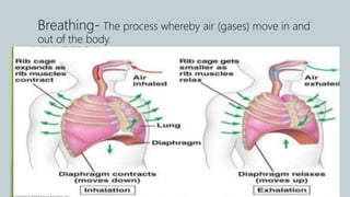 Breathing- The process whereby air (gases) move in and
out of the body.
 