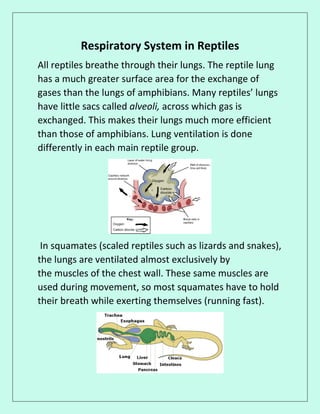Respiratory System in Reptiles
All reptiles breathe through their lungs. The reptile lung
has a much greater surface area for the exchange of
gases than the lungs of amphibians. Many reptiles’ lungs
have little sacs called alveoli, across which gas is
exchanged. This makes their lungs much more efficient
than those of amphibians. Lung ventilation is done
differently in each main reptile group.
In squamates (scaled reptiles such as lizards and snakes),
the lungs are ventilated almost exclusively by
the muscles of the chest wall. These same muscles are
used during movement, so most squamates have to hold
their breath while exerting themselves (running fast).
 