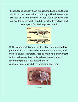 Crocodilians actually have a muscular diaphragm that is
similar to the mammalian diaphragm. The difference in
crocodilians is that the muscles for their diaphragm pull
part of the pelvis back, which brings the liver down and
frees space for the lungs to expand.
Unlike other vertebrates, most reptiles lack a secondary
palate, which is a division between the nasal cavity and
the oral cavity. Therefore, reptiles must hold their breath
while swallowing. Crocodilians have evolved a bony
secondary palate that allows them to
continue breathing while remaining submerged.
THE END.
 