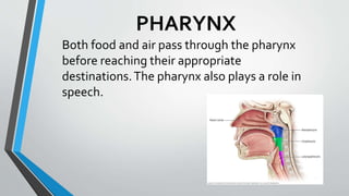 PHARYNX
Both food and air pass through the pharynx
before reaching their appropriate
destinations.The pharynx also plays a role in
speech.
 