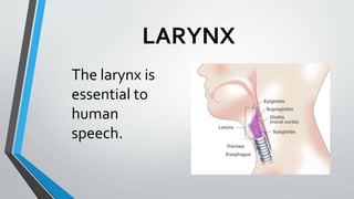 LARYNX
The larynx is
essential to
human
speech.
 