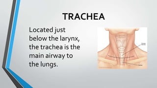 TRACHEA
Located just
below the larynx,
the trachea is the
main airway to
the lungs.
 
