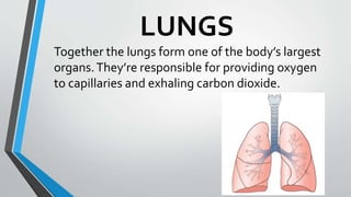 LUNGS
Together the lungs form one of the body’s largest
organs.They’re responsible for providing oxygen
to capillaries and exhaling carbon dioxide.
 