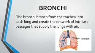 BRONCHI
The bronchi branch from the trachea into
each lung and create the network of intricate
passages that supply the lungs with air.
 