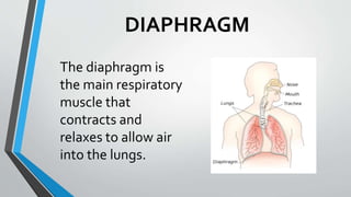 DIAPHRAGM
The diaphragm is
the main respiratory
muscle that
contracts and
relaxes to allow air
into the lungs.
 