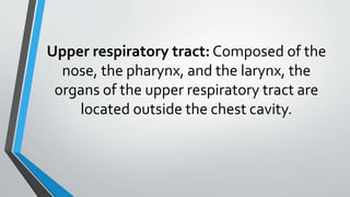 Upper respiratory tract: Composed of the
nose, the pharynx, and the larynx, the
organs of the upper respiratory tract are
located outside the chest cavity.
 
