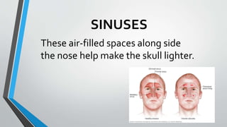 SINUSES
These air-filled spaces along side
the nose help make the skull lighter.
 
