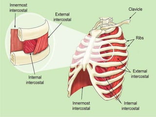 Respiratory system | PPTX