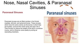 Nose, Nasal Cavities, & Paranasal
Sinuses
Paranasal Sinuses
Paranasal sinuses are air-filled cavities in the frontal,
maxillae, ethmoid, and sphenoid bones. These sinuses,
which have the same names as the bones in which they
are located, surround the nasal cavity and open into it.
They function to reduce the weight of the skull, to produce
mucus, and to influence voice quality by acting as
resonating chambers.
 