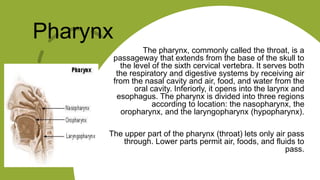 The pharynx, commonly called the throat, is a
passageway that extends from the base of the skull to
the level of the sixth cervical vertebra. It serves both
the respiratory and digestive systems by receiving air
from the nasal cavity and air, food, and water from the
oral cavity. Inferiorly, it opens into the larynx and
esophagus. The pharynx is divided into three regions
according to location: the nasopharynx, the
oropharynx, and the laryngopharynx (hypopharynx).
The upper part of the pharynx (throat) lets only air pass
through. Lower parts permit air, foods, and fluids to
pass.
Pharynx
 