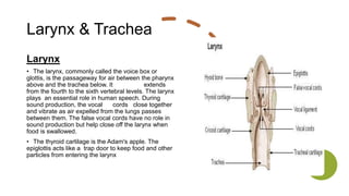 Larynx & Trachea
Larynx
• The larynx, commonly called the voice box or
glottis, is the passageway for air between the pharynx
above and the trachea below. It extends
from the fourth to the sixth vertebral levels. The larynx
plays an essential role in human speech. During
sound production, the vocal cords close together
and vibrate as air expelled from the lungs passes
between them. The false vocal cords have no role in
sound production but help close off the larynx when
food is swallowed.
• The thyroid cartilage is the Adam's apple. The
epiglottis acts like a trap door to keep food and other
particles from entering the larynx
 