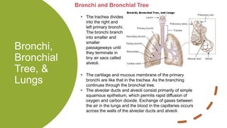 Bronchi,
Bronchial
Tree, &
Lungs
Bronchi and Bronchial Tree
• The trachea divides
into the right and
left primary bronchi.
The bronchi branch
into smaller and
smaller
passageways until
they terminate in
tiny air sacs called
alveoli.
• The cartilage and mucous membrane of the primary
bronchi are like that in the trachea. As the branching
continues through the bronchial tree.
• The alveolar ducts and alveoli consist primarily of simple
squamous epithelium, which permits rapid diffusion of
oxygen and carbon dioxide. Exchange of gases between
the air in the lungs and the blood in the capillaries occurs
across the walls of the alveolar ducts and alveoli.
 