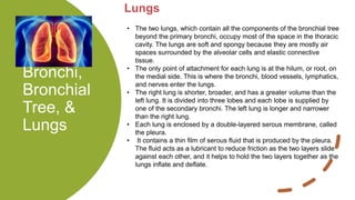 Bronchi,
Bronchial
Tree, &
Lungs
Lungs
• The two lungs, which contain all the components of the bronchial tree
beyond the primary bronchi, occupy most of the space in the thoracic
cavity. The lungs are soft and spongy because they are mostly air
spaces surrounded by the alveolar cells and elastic connective
tissue.
• The only point of attachment for each lung is at the hilum, or root, on
the medial side. This is where the bronchi, blood vessels, lymphatics,
and nerves enter the lungs.
• The right lung is shorter, broader, and has a greater volume than the
left lung. It is divided into three lobes and each lobe is supplied by
one of the secondary bronchi. The left lung is longer and narrower
than the right lung.
• Each lung is enclosed by a double-layered serous membrane, called
the pleura.
• It contains a thin film of serous fluid that is produced by the pleura.
The fluid acts as a lubricant to reduce friction as the two layers slide
against each other, and it helps to hold the two layers together as the
lungs inflate and deflate.
 