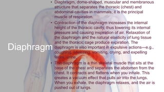 Diaphragm
• Diaphragm, dome-shaped, muscular and membranous
structure that separates the thoracic (chest) and
abdominal cavities in mammals; it is the principal
muscle of respiration.
• Contraction of the diaphragm increases the internal
height of the thoracic cavity, thus lowering its internal
pressure and causing inspiration of air. Relaxation of
the diaphragm and the natural elasticity of lung tissue
and the thoracic cage produce expiration. The
diaphragm is also important in expulsive actions—e.g.,
coughing, sneezing, vomiting, crying, and expelling
feces, urine,
• The diaphragm is a thin skeletal muscle that sits at the
base of the chest and separates the abdomen from the
chest. It contracts and flattens when you inhale. This
creates a vacuum effect that pulls air into the lungs.
When you exhale, the diaphragm relaxes, and the air is
pushed out of lungs.
 