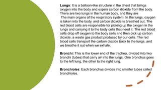 Lungs: It is a balloon-like structure in the chest that brings
oxygen into the body and expels carbon dioxide from the body.
There are two lungs in the human body, and they are
The main organs of the respiratory system. In the lungs, oxygen
is taken into the body, and carbon dioxide is breathed out. The
red blood cells are responsible for picking up the oxygen in the
lungs and carrying it to the body cells that need it. The red blood
cells drop off oxygen to the body cells and then pick up carbon
dioxide, a waste gas product produced by our cells. The red
blood cells transport the carbon dioxide back to the lungs, and
we breathe it out when we exhale.
Bronchi: This is the lower end of the trachea, divided into two
bronchi (tubes) that carry air into the lungs. One bronchus goes
to the left lung, the other to the right lung.
Bronchioles: Each bronchus divides into smaller tubes called
bronchioles.
 