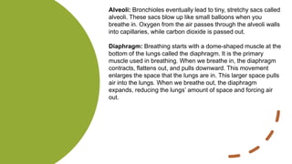 Alveoli: Bronchioles eventually lead to tiny, stretchy sacs called
alveoli. These sacs blow up like small balloons when you
breathe in. Oxygen from the air passes through the alveoli walls
into capillaries, while carbon dioxide is passed out.
Diaphragm: Breathing starts with a dome-shaped muscle at the
bottom of the lungs called the diaphragm. It is the primary
muscle used in breathing. When we breathe in, the diaphragm
contracts, flattens out, and pulls downward. This movement
enlarges the space that the lungs are in. This larger space pulls
air into the lungs. When we breathe out, the diaphragm
expands, reducing the lungs’ amount of space and forcing air
out.
 