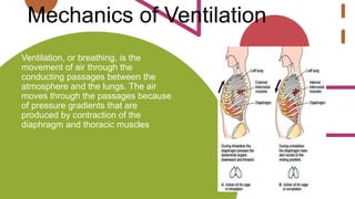 Mechanics of Ventilation
Ventilation, or breathing, is the
movement of air through the
conducting passages between the
atmosphere and the lungs. The air
moves through the passages because
of pressure gradients that are
produced by contraction of the
diaphragm and thoracic muscles
 